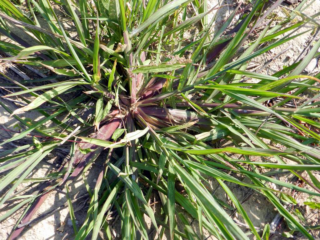 Echinochloa crus-galli / Giavone comune